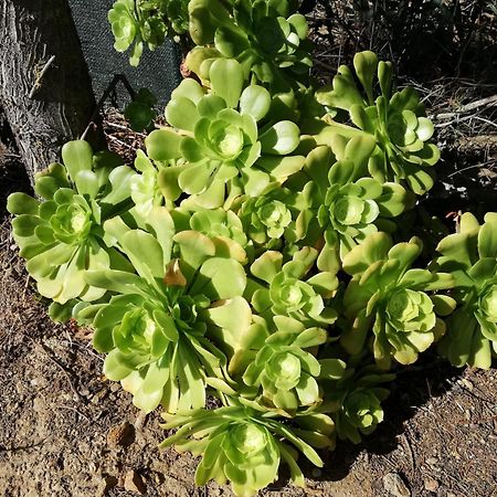 Apartmán La Cuppulata Budoni Exteriér fotografie