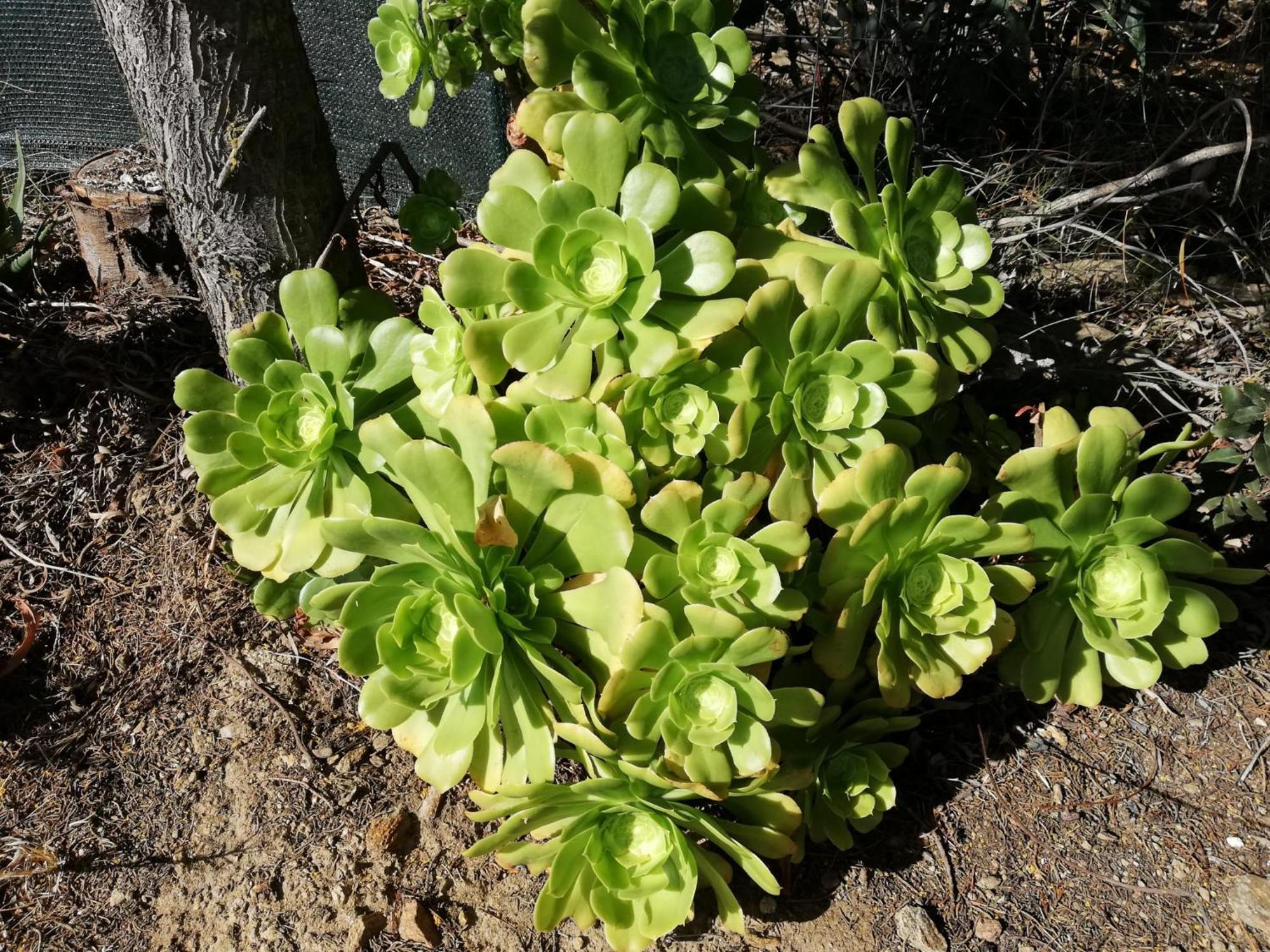Apartmán La Cuppulata Budoni Exteriér fotografie